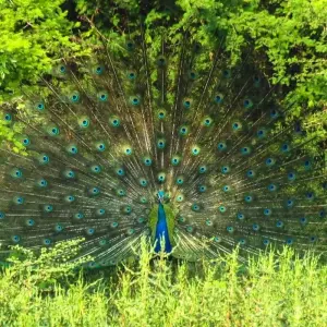 Explore Witness the beauty of South Asia Sri Lanka (09 Days ) Free Upgrade to Private Tour Available for 9 days with Beauty Lanka Travels and discover unforgettable experiences - Photo 4