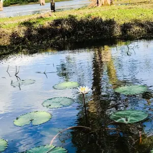 Explore Lift off in Luxury - Sri Lanka Adventour 12 days for 12 days with Beauty Lanka Travels and discover unforgettable experiences - Photo 3