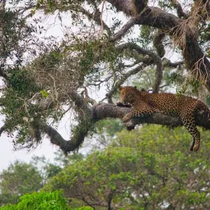 Explore Splendour Of Sri Lanka (7 Days) Free Upgrade to Private Tour Available for 7 days with Beauty Lanka Travels and discover unforgettable experiences - Photo 7