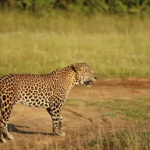 Explore Sri Lanka Round tour with Wildlife (12 Days) Free Upgrade to Private Tour Available for 12 days with Beauty Lanka Travels and discover unforgettable experiences - Photo 5