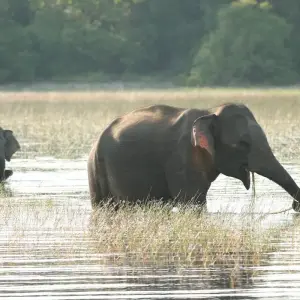 Explore Sri Lanka Round tour with Wildlife (12 Days) Free Upgrade to Private Tour Available for 12 days with Beauty Lanka Travels and discover unforgettable experiences - Photo 6