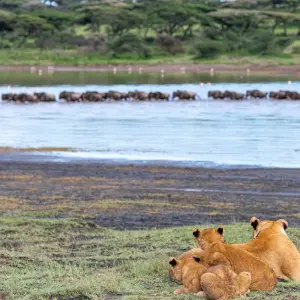 Explore From Arusha 3 Days Tanzanian Flamingo Safari: Tarangire to Magical Lake Natron for 3 days with Beach and Safari Holidays and discover unforgettable experiences - Photo 3