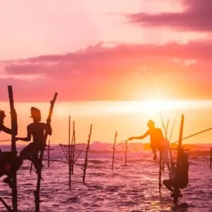 Explore Witness the beauty of South Asia Sri Lanka (09 Days ) Free Upgrade to Private Tour Available for 9 days with Beauty Lanka Travels and discover unforgettable experiences - Photo 8