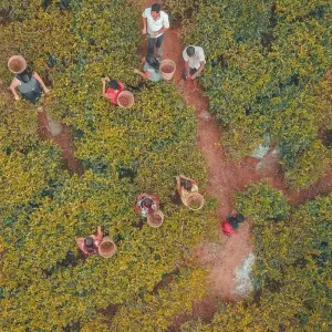 Explore Miniature Tour Of Sri Lanka(4 Days) Free Upgrade to Private Tour Available for 4 days with Beauty Lanka Travels and discover unforgettable experiences - Photo 10