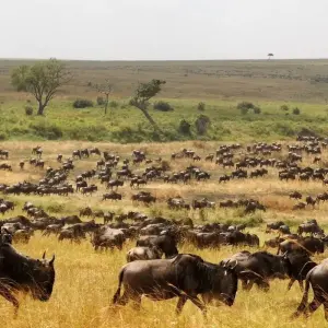 Explore From Arusha 3 Days Big Cats Safari Expedition,Serengeti,Ngorongoro, Tarangire for 3 days with Beach and Safari Holidays and discover unforgettable experiences - Photo 4