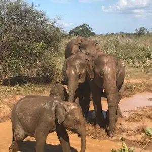 Explore Sri Lanka Round tour with Wildlife (12 Days) Free Upgrade to Private Tour Available for 12 days with Beauty Lanka Travels and discover unforgettable experiences - Photo 10
