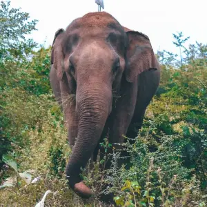 Explore The Supreme Tour Of Sri Lanka (15 Days ) Free Upgrade to Private Tour Available for 15 days with Beauty Lanka Travels and discover unforgettable experiences - Photo 11