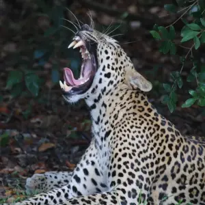 Explore Sri Lanka Round tour with Wildlife (12 Days) Free Upgrade to Private Tour Available for 12 days with Beauty Lanka Travels and discover unforgettable experiences - Photo 11