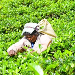 Explore Lift off in Luxury - Sri Lanka Adventour 12 days for 12 days with Beauty Lanka Travels and discover unforgettable experiences - Photo 9