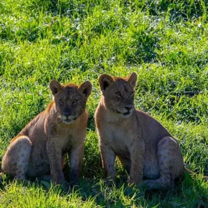 Explore From Arusha 3 Days Big Cats Safari Expedition,Serengeti,Ngorongoro, Tarangire for 3 days with Beach and Safari Holidays and discover unforgettable experiences - Photo 7