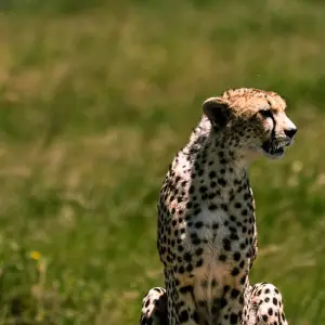 Explore From Arusha 3 Days Big Cats Safari Expedition,Serengeti,Ngorongoro, Tarangire for 3 days with Beach and Safari Holidays and discover unforgettable experiences - Photo 8