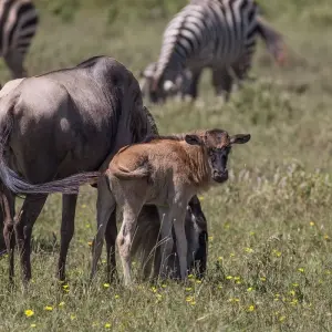 Explore From Arusha 3 Days Big Cats Safari Expedition,Serengeti,Ngorongoro, Tarangire for 3 days with Beach and Safari Holidays and discover unforgettable experiences - Photo 10