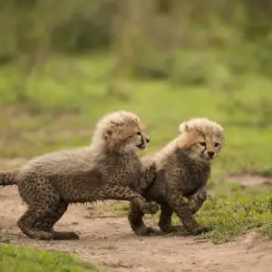 Explore From Arusha  4 days Savannah to Crater: Serengeti and Ngorongoro Safari Trip for 4 days with Beach and Safari Holidays and discover unforgettable experiences - Photo 5