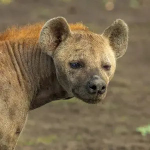 Explore From Arusha: 5 Days Wildlife Odyssey Safari Cats, Calves & Crater, Ngorongoro,Tarangire for 5 days with Beach and Safari Holidays and discover unforgettable experiences - Photo 5