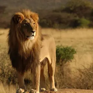 Explore From Arusha 5 Days Tanzania's Photographic Safari: Capturing Wildlife Wonders, Ngorongoro, Serengeti, Pololeti, Lake Natron for 5 days with Beach and Safari Holidays and discover unforgettable experiences - Photo 5