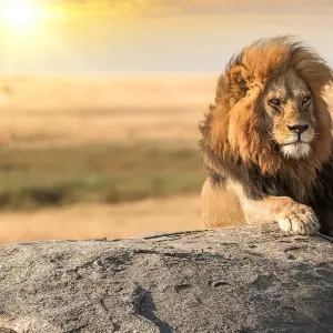 Explore From Arusha  4 days Savannah to Crater: Serengeti and Ngorongoro Safari Trip for 4 days with Beach and Safari Holidays and discover unforgettable experiences - Photo 7