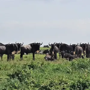 Explore From Arusha 5 Days Tanzania's Photographic Safari: Capturing Wildlife Wonders, Ngorongoro, Serengeti, Pololeti, Lake Natron for 5 days with Beach and Safari Holidays and discover unforgettable experiences - Photo 6