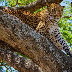 Explore From Arusha  4 days Savannah to Crater: Serengeti and Ngorongoro Safari Trip for 4 days with Beach and Safari Holidays and discover unforgettable experiences - Photo 8
