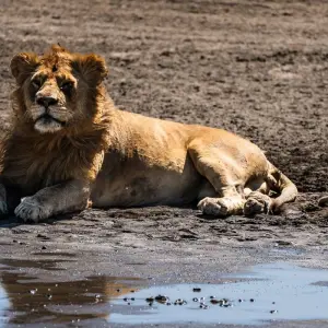 Explore From Arusha  4 days Savannah to Crater: Serengeti and Ngorongoro Safari Trip for 4 days with Beach and Safari Holidays and discover unforgettable experiences - Photo 10