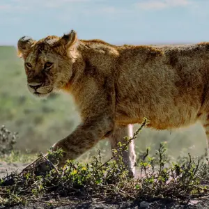 Explore From Arusha  4 days Savannah to Crater: Serengeti and Ngorongoro Safari Trip for 4 days with Beach and Safari Holidays and discover unforgettable experiences - Photo 11