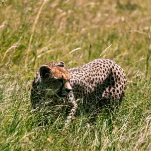 Explore From Arusha: 6 Day Classic Game Drive Serengeti & Ngorongoro Safari for 6 days with Beach and Safari Holidays and discover unforgettable experiences - Photo 3