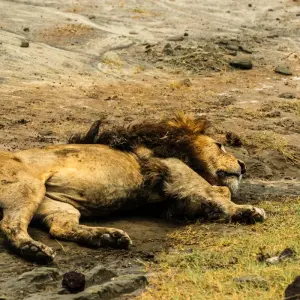 Explore From Arusha: 5 Days Wildlife Odyssey Safari Cats, Calves & Crater, Ngorongoro,Tarangire for 5 days with Beach and Safari Holidays and discover unforgettable experiences - Photo 11