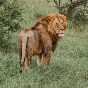 Explore From Arusha 5 Days Tanzanian Trails and Wildlife Tales: Jeep Safari Adventure, Ngorongoro, Lake Manyara for 5 days with Beach and Safari Holidays and discover unforgettable experiences - Photo 11