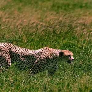 Explore From Arusha : The Ultimate Serengeti 6 Days Safari Experience, Ngorongoro, Tarangire for 6 days with Beach and Safari Holidays and discover unforgettable experiences - Photo 7