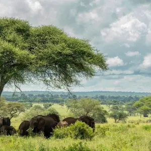 Explore From Arusha 7 Days of Wildlife Wonders : Serengeti,Tarangire, Lakes Natron/L.Manyara, Flamingos Safari Trip for 7 days with Beach and Safari Holidays and discover unforgettable experiences - Photo 2