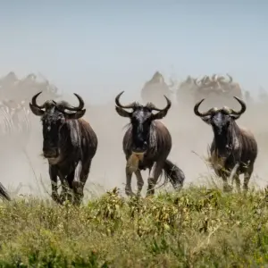 Explore From Arusha 6 days Tanzania's Iconic Safari Adventure: From Savannah to Crater: Serengeti, Lake Manyara N.P for 6 days with Beach and Safari Holidays and discover unforgettable experiences - Photo 7