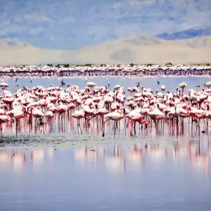 Explore From Arusha 6 days Journey Through Lakes, Savannah, and Craters: Tanzania's Icons  Lake Natron,Serengeti safari trip for 6 days with Beach and Safari Holidays and discover unforgettable experiences - Photo 4