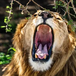 Explore From Arusha 6 days Journey Through Lakes, Savannah, and Craters: Tanzania's Icons  Lake Natron,Serengeti safari trip for 6 days with Beach and Safari Holidays and discover unforgettable experiences - Photo 5
