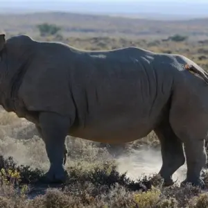 Explore From Arusha: 6 Day Classic Game Drive Serengeti & Ngorongoro Safari for 6 days with Beach and Safari Holidays and discover unforgettable experiences - Photo 9