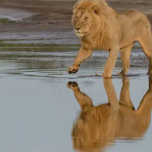 Explore From Arusha 7 Days of Wildlife Wonders : Serengeti,Tarangire, Lakes Natron/L.Manyara, Flamingos Safari Trip for 7 days with Beach and Safari Holidays and discover unforgettable experiences - Photo 6