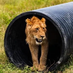 Explore From Arusha: 6 Day Classic Game Drive Serengeti & Ngorongoro Safari for 6 days with Beach and Safari Holidays and discover unforgettable experiences - Photo 11