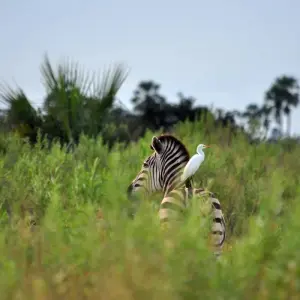 Explore From Arusha  7 days Tanzanian Safari: In the Footsteps of Wildlife, Serengeti, Lakes Natron/ L.Manyara, Tarangire for 7 days with Beach and Safari Holidays and discover unforgettable experiences - Photo 2