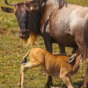 Explore From Arusha 6 days Journey Through Lakes, Savannah, and Craters: Tanzania's Icons  Lake Natron,Serengeti safari trip for 6 days with Beach and Safari Holidays and discover unforgettable experiences - Photo 10