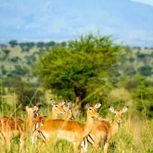 Explore From Zanzibar 9 days Wildlife Expedition Serengeti Safari, Pololeti Game Reserve, Lakes Natron, Ndutu for 9 days with Beach and Safari Holidays and discover unforgettable experiences - Photo 3