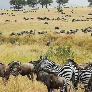 Explore From Zanzibar 9 days Wildlife Expedition Serengeti Safari, Pololeti Game Reserve, Lakes Natron, Ndutu for 9 days with Beach and Safari Holidays and discover unforgettable experiences - Photo 4