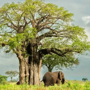 Explore From Arusha  7 days Tanzanian Safari: In the Footsteps of Wildlife, Serengeti, Lakes Natron/ L.Manyara, Tarangire for 7 days with Beach and Safari Holidays and discover unforgettable experiences - Photo 7