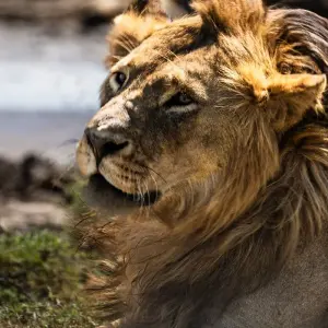 Explore From Arusha 7 days Beyond the Savannah: Tanzania's Hidden Gems Revealed,  Tarangire, Serengeti , Lakes, Flamingos Safari for 7 days with Beach and Safari Holidays and discover unforgettable experiences - Photo 10