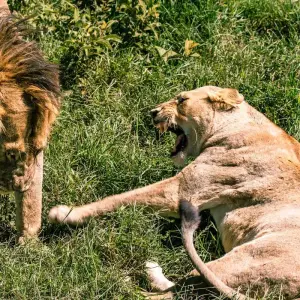 Explore From Arusha 9 days Into the Heart of Africa: Big Five Jeep Safari in Tanzania, Serengeti for 9 days with Beach and Safari Holidays and discover unforgettable experiences - Photo 4