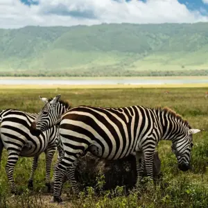 Explore From Arusha 7 days Culture and Wildlife Fusion: African Jeep Safari in Tanzania, Flamingos, Lake Natron/L.Manyara for 7 days with Beach and Safari Holidays and discover unforgettable experiences - Photo 10
