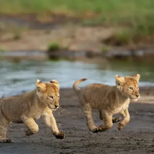 Explore From Arusha 7 days Culture and Wildlife Fusion: African Jeep Safari in Tanzania, Flamingos, Lake Natron/L.Manyara for 7 days with Beach and Safari Holidays and discover unforgettable experiences - Photo 11