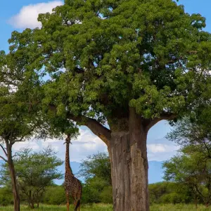 Explore From Zanzibar 9 days Wildlife Expedition Serengeti Safari, Pololeti Game Reserve, Lakes Natron, Ndutu for 9 days with Beach and Safari Holidays and discover unforgettable experiences - Photo 9