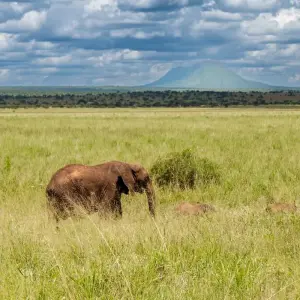Explore From Arusha 10 days Tanzania Northern Circuit Adventure:  Tarangire, Lake Manyara, Serengeti National Park Safari Trip for 10 days with Beach and Safari Holidays and discover unforgettable experiences - Photo 2