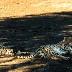 Explore From Arusha 13 days Migration Special & Tanzania Northern Circuit : Lake Manyara, Tarangire, Serengeti Safari Trip for 13 days with Beach and Safari Holidays and discover unforgettable experiences - Photo 2