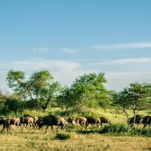 Explore From Arusha 10 days Chasing the Big Five: Roaming the African Wilderness,Great Rift Valley, Serengeti Safari for 10 days with Beach and Safari Holidays and discover unforgettable experiences - Photo 3