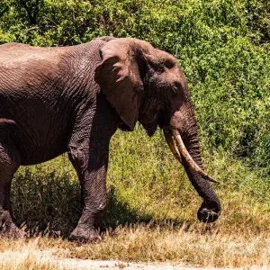 Explore From Arusha 13 days Migration Special & Tanzania Northern Circuit : Lake Manyara, Tarangire, Serengeti Safari Trip for 13 days with Beach and Safari Holidays and discover unforgettable experiences - Photo 3