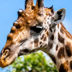 Explore From Arusha 10 days Tanzania Northern Circuit Adventure:  Tarangire, Lake Manyara, Serengeti National Park Safari Trip for 10 days with Beach and Safari Holidays and discover unforgettable experiences - Photo 4